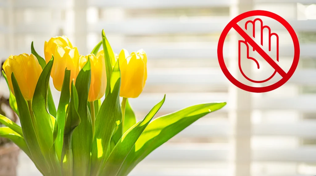Don't put tulips in window in sunshine