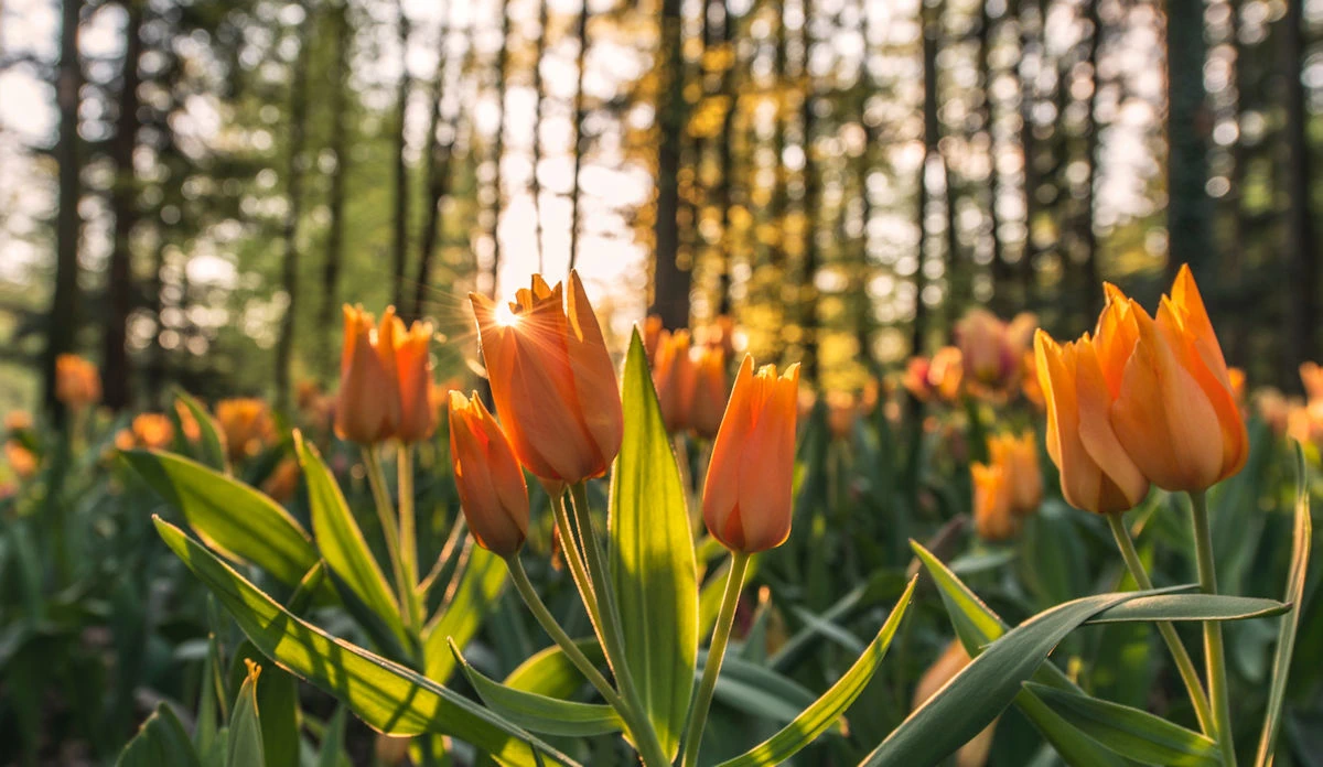 celebrate spring renewal with spring recipes and spring fun ideas