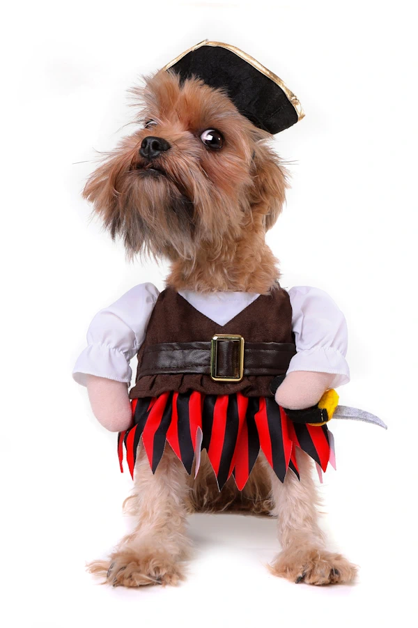 dog in pirate costume