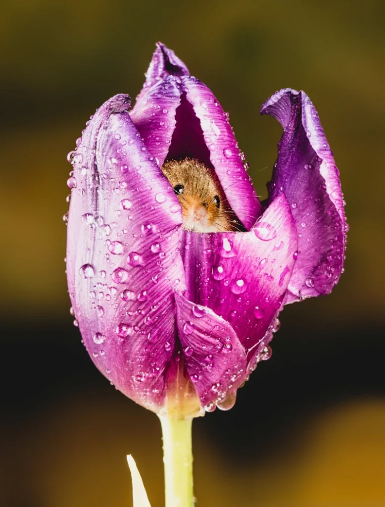 field mouse protected from the rain inside a tulip