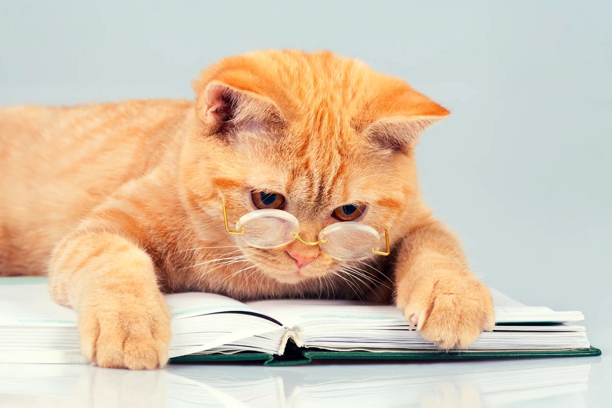 ginger cat with glasses reading the terms of use