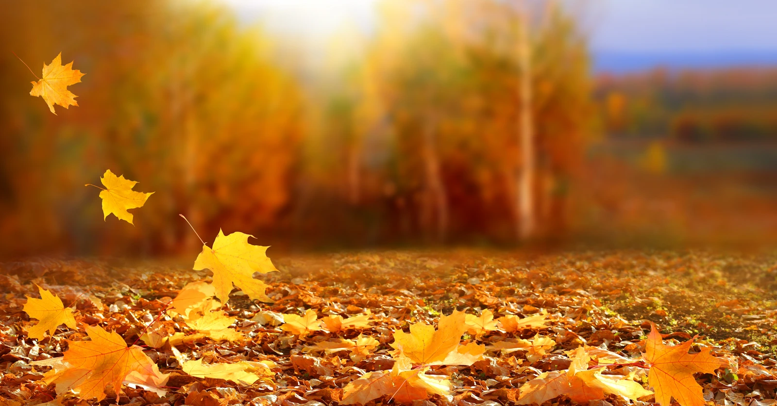 leaves falling in autumn vs fall